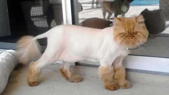8 Potret Kucing Dicukur Bulunya, Penampilannya Bikin Kasihan