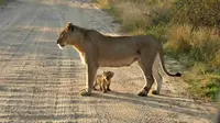 Anak singa itu terlihat berdiri gagah di dekat induknya dan kemudian mengeluarkan suara paling menggelegar yang bisa dihasilkannya.