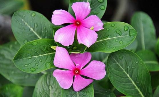 Bunga Geranium/copyright aryanto.id