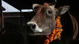 Seekor sapi terlihat dihiasi karangan bunga marigold setelah disembah selama festival Tihar di Kathmandu, 28 Oktober 2019. Sapi dianggap suci oleh umat Hindu dan disembah selama festival Tihar, salah satu festival paling penting yang dipersembahkan untuk Dewi kekayaan Laxmi. (AP/Niranjan Shrestha)