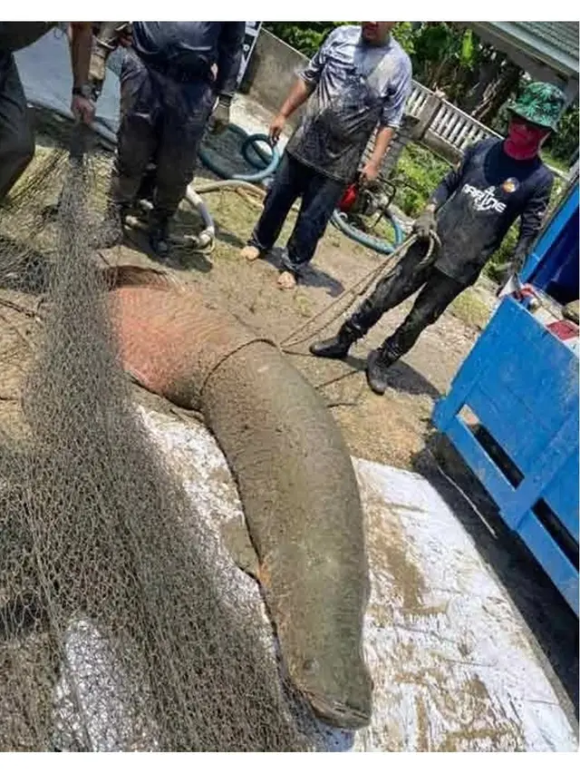 Ikan Raksasa Sepanjang 2,7 Meter Lukai Petugas Sebelum Ditangkap, Total Tiga Ekor