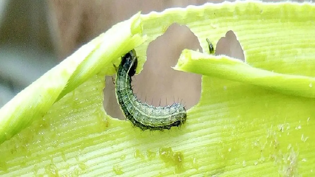 Ulat