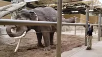 Kebun binatang di Amerika Serikat menampilkan cuplikan video gajah yang tengah berlatih gerakan yoga. (dok. Facebook/Columbus Zoo and Aquarium)