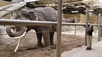 Menengok Aksi Gajah di Kebun Binatang AS Berlatih Yoga