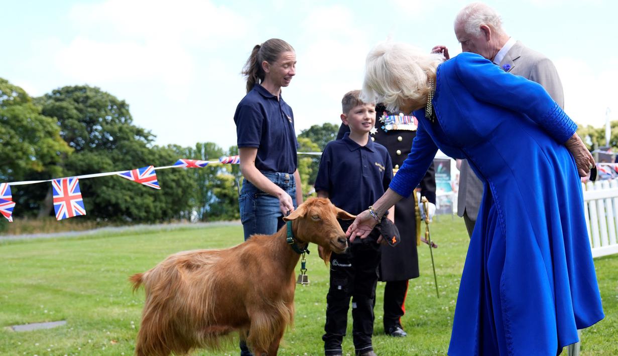 Raja Charles III telah menganugerahkan gelar kerajaan pada jenis kambing Golden Guernsey yang merupakan jenis yang langka dan dianggap “berisiko” dalam Daftar Pantauan Ras Langka. (Andrew Matthews / POOL / AFP)