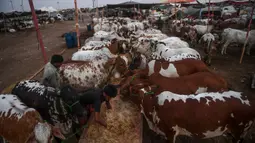 Pedagang memberi makan sapi di pasar ternak yang disiapkan untuk hewan kurban pada Hari Raya Idul Adha di Karachi, Pakistan pada Jumat (10/7/2020). Idul Adha merupakan salah satu hari raya umat Islam di dunia yang identik dengan penyembelihan hewan kurban bagi yang mampu. (Asif HASSAN/AFP)