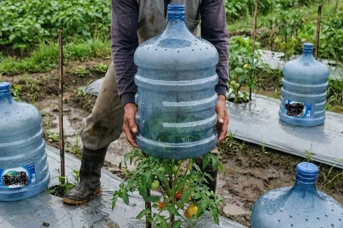 Galon untuk Rumah Kaca Mini (Portable Greenhouse)