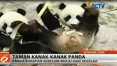 Di Cina, panda-panda kecil nan lucu disekolahkan di taman kanak-kanak.