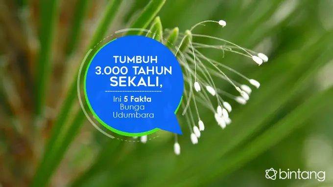 [Bintang] Tumbuh 3.000 Tahun Sekali, Ini 5 Fakta Bunga Udumbara
