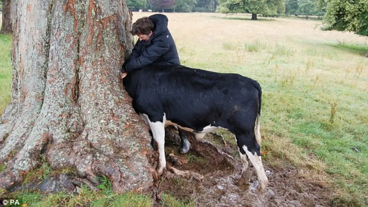 Kepala Sapi Terjepit di Pohon