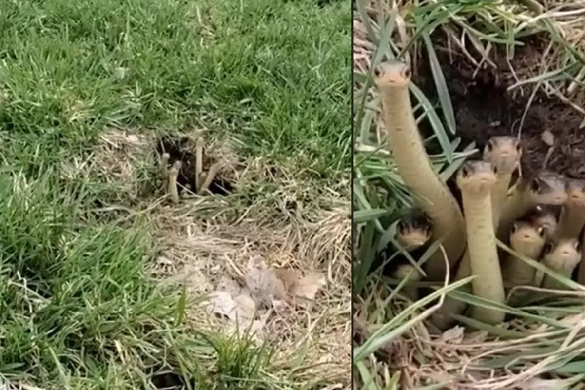 Viral Kawanan Ular Kecil Ramai Melongok dari Lubang, Lucu Tapi Bikin Merinding