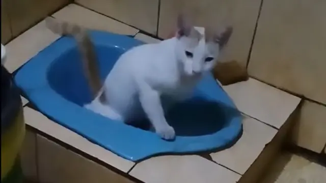 Kucing Pintar