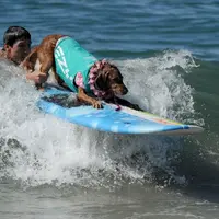 Ternyata kontes selancar bukan hanya digemari oleh kita, tapi juga para anjing imut ini. 