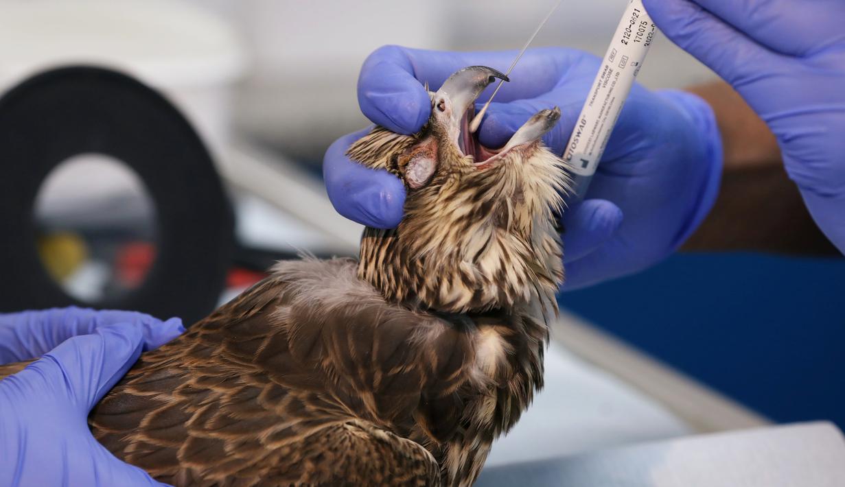 Unduh 96 Koleksi Gambar Elang Membawa Bola Terbaik 