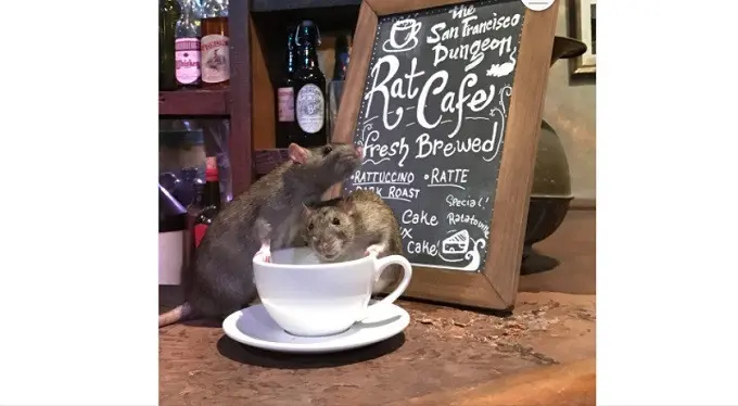 Salah satu penampakan aktivitas tikus di The Rat Cafe, San Francisco (Instagram/@TheSFDungeon)