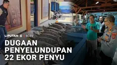Dugaan Penyelundupan 22 Ekor Penyu