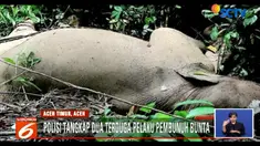 Polisi juga menyita barang bukti gading milik bunta sepanjang 126 cm dan berat 10 kilogram.
