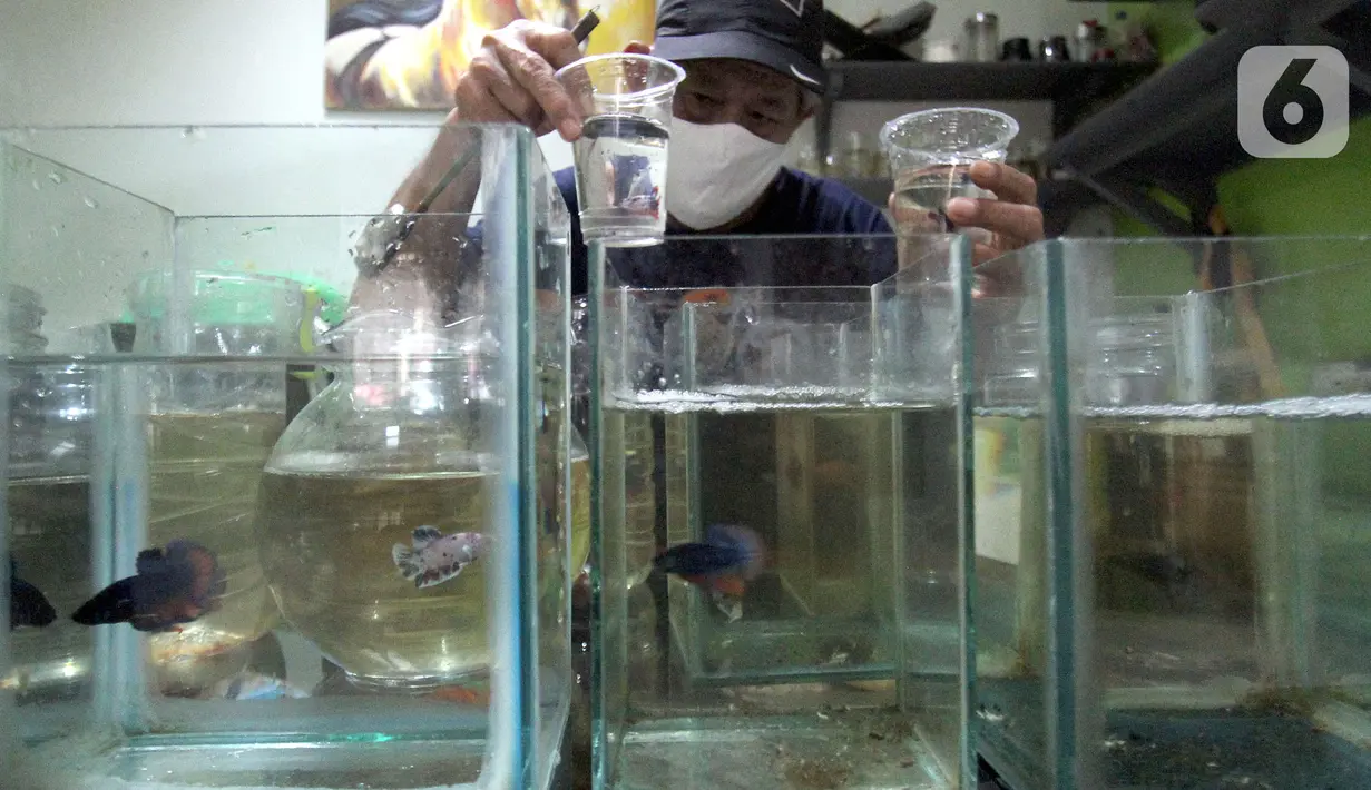Penjual ikan cupang hias menyortir hasil budidaya rumahan untuk dijual di Perumahan Pondok Arum, Karawaci, Tangerang, Kamis (21/01/2021). Rata-rata mereka mengaku dimulai dari hobi kemudian berkembang menjadi bisnis budidaya cupang hias yang menjanjikan di tengah pandemi. (merdeka.com/Arie Basuki)