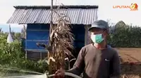 [VIDEO] Gunung Sinabung Meletus, Peternak Bingung Cari Pakan