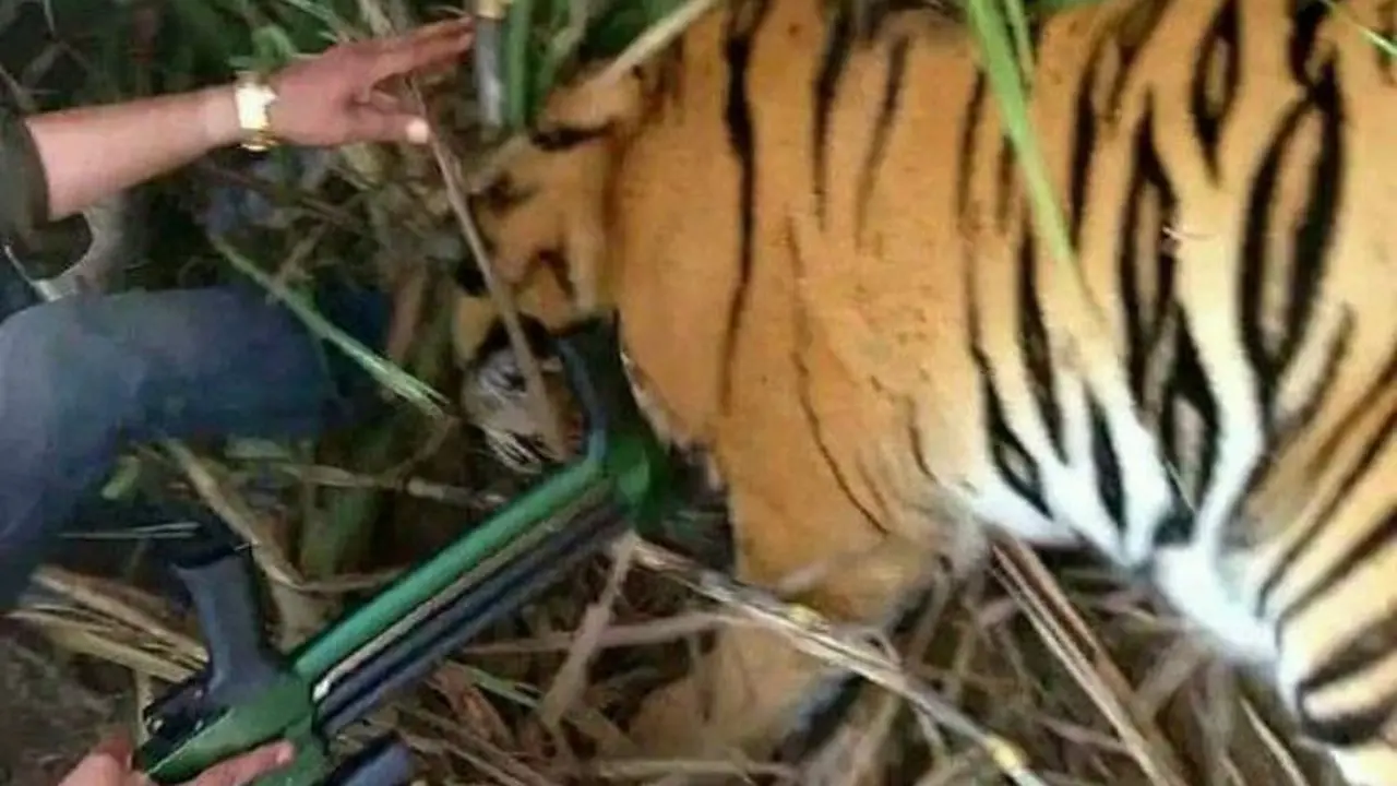 Mangsa 6 Orang, Warga Ramai-Ramai Buru Harimau Buas