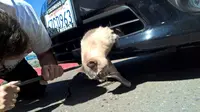 Terseret Mobil 13 Km, Kucing Ini Selamat karena Punya '9 Nyawa'?