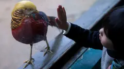 Seorang anak mengamati burung berjenis pegar emas di Hangzhou Safari Park, China, 13 November 2016. Burung yang dinamai Little Red itu mendadak jadi populer berkat gaya rambutnya yang mirip presiden terpilih AS Donald Trump. (REUTERS/Stringer)
