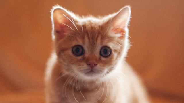 Ilustrasi anak kucing