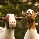 Kambing Bernama Goldie Curi Perhatian di Tengah Kebakaran Colorado