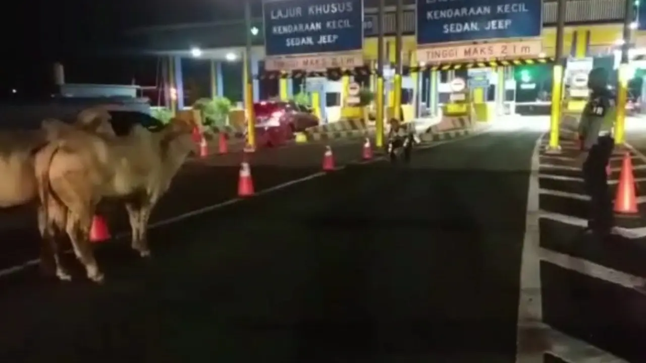 Dua ekor sapi lepas dan berlarian di jalan Bandara Soekarno-Hatta pada Kamis 16 Maret 2023 malam.