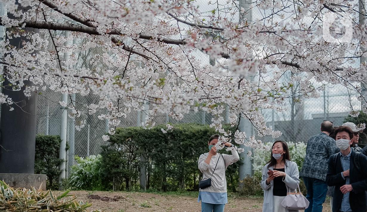 Para pengunjung menikmati sakura mekar di Taman Ueno, Tokyo, Sabtu (25/3/2023). Memasuki musim semi di Jepang, warga hingga turis mancanegara berbondong-bondong menikmati keindahan dari bunga sakura yang mekar. (Liputan6.com/Faizal Fanani)