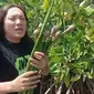 24 Agustus 2022, Liputan6.com merayakan ulang tahunnya yang ke-22. Sebagai kado manis, Yusran, penggiat lingkungan hidup di Kota Makassar mempersembahkan 22 tanaman Mangrove Rhizophora yang dia tanam di Kampung Karabba, Kelurahan Tallo, Kecamatan Tallo, Kota Makassar. 

Ketua Forum Komunitas Hijau Makassar ini menjelaskan bahwa tanaman mangrove ini memiliki begitu banyak manfaat. Ia bahkan menggambarkan jika ingin melihat ikan, kepiting, tiram dan mendengar burung berkicau. Jangan beli akuarium atau atau sangkar, tapi tanamlah pohon mangrove. 

"Begitu juga jika Anda ingin memberikan bingkisan kado ulang tahun. Persembahkan sesuatu yang unik, menarik dan pastinya selaras dengan perubahan iklim yang ditandai dengan pemanasan global dan anomali cuaca yang ekstrim belakangan ini terjadi," kata Yusran, Selasa (23/8/2022). 

Menurut Yusran, jenis Mangrove Rhizophora ini dicirikan dengan bentuk perakaran yang menghujam ke tanah atau dikenal dengan akar tunjang (still root).  Akar tunjang merupakan akar yang tumbuh di atas permukaan tanah. Akar ini mencuat dari batang pohon dan dahan paling bawah serta memanjang ke luar dan menuju ke permukaan tanah.

"Jika ingin melestarikan dunia tebanglah pohon untuk menggunakan kayunya (untuk menyimpan karbonnya). Bukan semen, logam, atau plastik, dan tanamlah banyak pohon lainnya seperti Mangrove," ucapnya. 

Menurut dia, saat ini kita memasuki era dan dimensi baru diplomasi hutan mangrove. Bahkan Presiden Jokowi melangkah maju (move on) dalam percaturan politik pemanasan global dengan mengusung diplomasi hutan mangrove. 

Bukan rahasia lagi Presiden Jokowi turun langsung menanam mangrove di berbagai daerah. Bahkan mengajak para duta besar negara sahabat dan kepala lembaga internasional ikut nyemplung menanam mangrove. Olehnya tanpa unsur paksaan, melainkan dari hati yang setara dan sukarela, saya memetik buah dari pohon mangrove untuk ditanam kembali sebanyak 22 pohon kepada Liputan6.con dari pesisir pantai utara kota Makassar, "kata Yusran, Selasa 23 Agustus 2022.