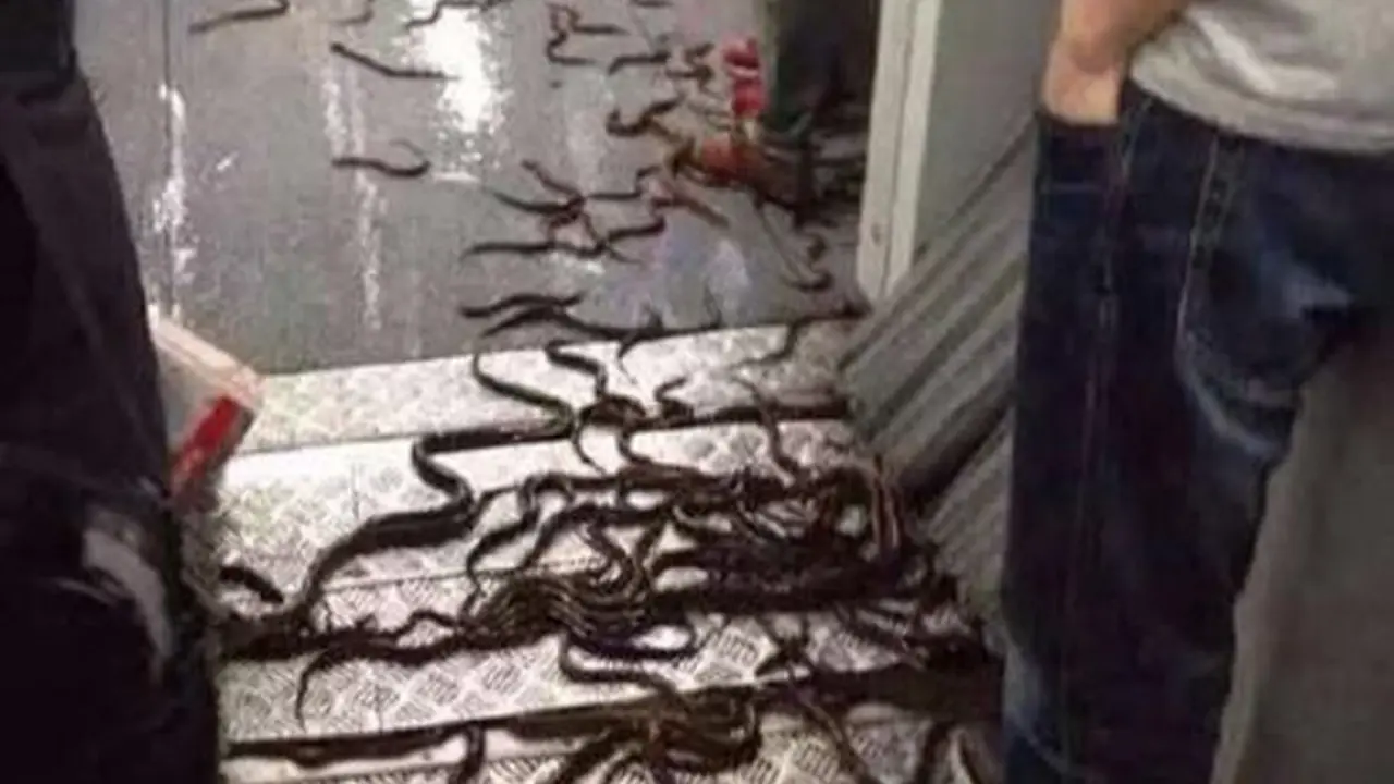 Hii... Puluhan Belut Banjiri Kereta Bawah Tanah Shanghai