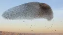 Sekawanan burung jalak eropa (Sturnus vulgaris) terbang berkelompok membentuk pola saat bermigrasi melintasi Lembah Jordan di Tepi Barat, sepanjang perbatasan dengan Yordania pada 3 Februari 2019. (MENAHEM KAHANA / AFP)