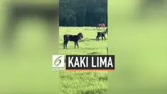 Seekor anak sapi lahir dengan memiliki 5 kaki di Lousiana. Saty kaki tambahan tumbuh di kepalanya. Sempat terpisah dari induknya, kini anak sapi itu telah bersatu kembali.