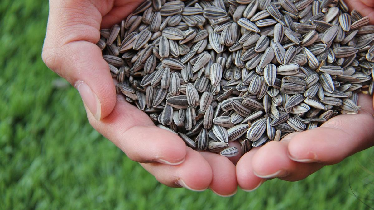 Cara Mudah Membuat Kuaci Kembali Renyah Tanpa Bahan Khusus
