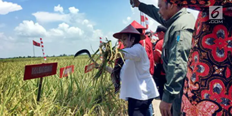 Panen Raya di Indramayu, Megawati Ajak Anak Muda Jadi Petani