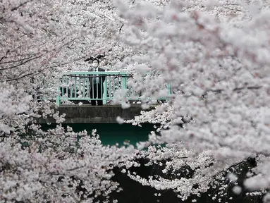 Seorang pengusaha mengamati bunga sakura yang hampir mekar di Tokyo, Jepang, Jumat (1/4). Wisatawan dunia memusatkan perhatian ke Jepang saat musim semi bulan April setiap tahunnya, karena saat itu bunga sakura bermekaran. (REUTERS/Issei Kato)