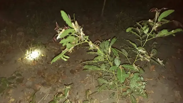 Serangan Belalang Mengganas, Pemkab Sumba Timur Mati Kutu