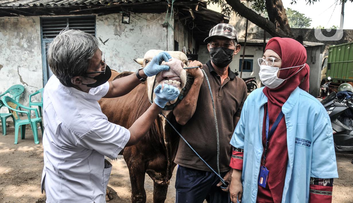 Tim dokter dari Sudin KPKP Jakarta Timur saat memeriksa kesehatan hewan kurban di Jalan I Gusti Ngurah Rai, Jakarta, Kamis (15/7/2021). Petugas juga mengimbau baik kepada pedagang maupun pembeli agar mematuhi protokol kesehatan saat membeli hewan kurban. (merdeka.com/Iqbal S. Nugroho)