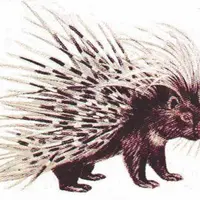 Simak Perpaduan Unik dari 2 Spesies Hewan Berbeda