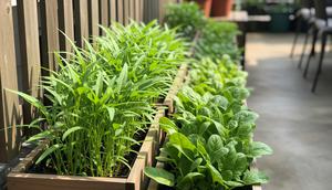 Desain Kebun Sayur Rumahan untuk Kangkung dan Bayam (Sumber: gemini.com)