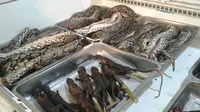 Sejumlah supermarket di Manado menjual daging ular piton dengan alasan bagian dari kearifan lokal, benarkah? (Liputan6.com/Yoseph Ikanubun)