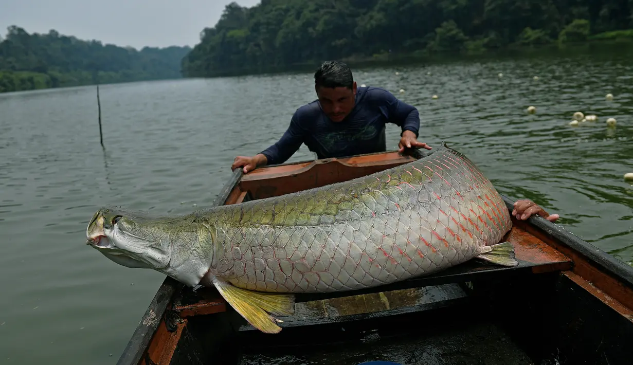 Nelayan berusaha naik ke perahu usai berhasil menangkap ikan arapaima atau Pirarucu di Sungai Amazon, Volta do Bucho, Ituxi Reserve, Brasil, 20 September 2017. Salah satu jenis ikan purba ini merupakan ikan air tawar terbesar di dunia. (CARL DE SOUZA/AFP)