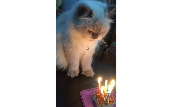 6 Potret Perayaan Ulang Tahun Kucing Ini Bikin Tepuk Jidat