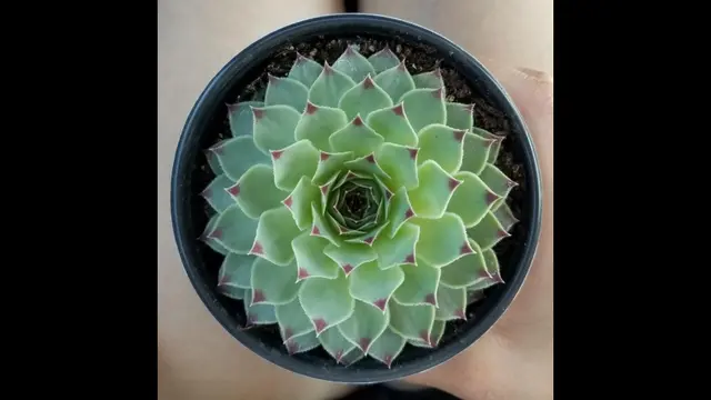 Kaktus
