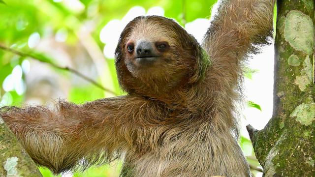 Sloths