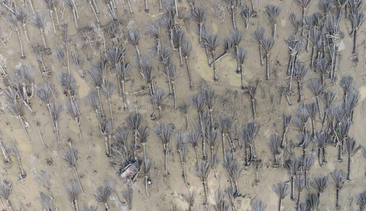 Nyaris seluruh rumah warga yang berada di sepanjang bantaran sungai hilang, rata dengan tanah, yang tersisa hanya 13 rumah berikut satu masjid. Tampak foto udara yang diambil menggunakan drone menunjukkan pohon-pohon kelapa sawit yang tumbang akibat banjir bandang di desa Sekumur, Aceh Tamiang, Senin, 29 Desember 2025. (AP Photo/Binsar Bakkara)