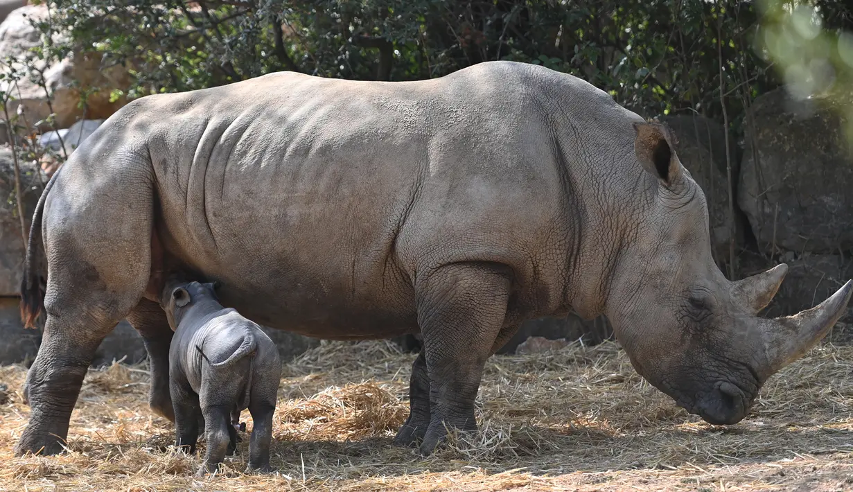 Meskipun badak memiliki sangat sedikit predator alami, jumlah mereka telah berkurang akibat perburuan liar sejak tahun 1970-an. (Sylvain THOMAS / AFP)
