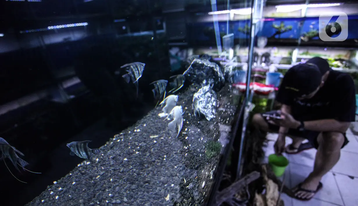 Ikan hias terlihat di Sentra Ikan Hias, Dinas Kelautan, Pertanian dan Ketahanan Pangan DKI Jakarta, Senin (9/8/2021). Penurunan penjualan ikan hias karena pemerintah melakukan pembatasan aktivitas masyarakat untuk mencegah kerumunan. (Liputan6.com/Johan Tallo)