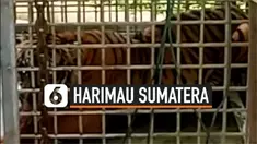 vertical harimau